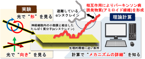⽣理的環境下におけるパーキンソン病誘発物質の形成メカニズムの解明